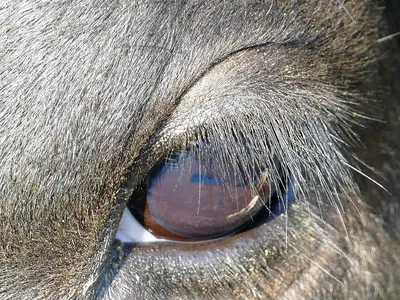Глаза коровы - 62 фото