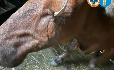 глаз коровы стоковое изображение. изображение насчитывающей волосы - 5084317