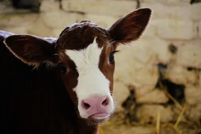 У этой коровы очень красивые глаза Стоковое Фото - изображение  насчитывающей красивейшее, корова: 156914832