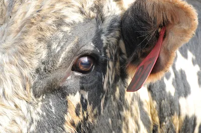 Корова травмировала глаз, ветеринар после осмотра и лечения сказал, что  нужно его защитить. Вот такая идея !! | Cows funny, Cow pictures, Cute cows