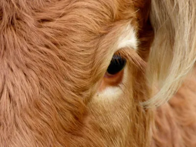 В Чувашии ветеринар вытащил из глаза коровы часть железного замка - ГТРК  Чувашия