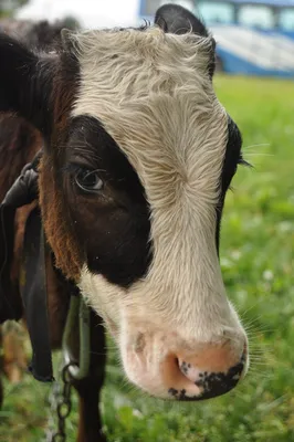 глаз коровы стоковое изображение. изображение насчитывающей головка -  2503617