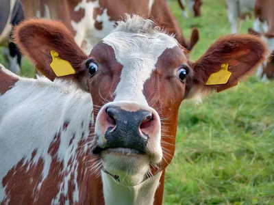 Почему у коровы грустные глаза? — конкурс \"Рога и копыта\" — Фотоконкурс.ру