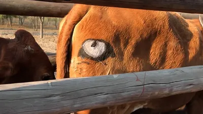 Глаз коровы стоковое фото. изображение насчитывающей отечественно - 39509822