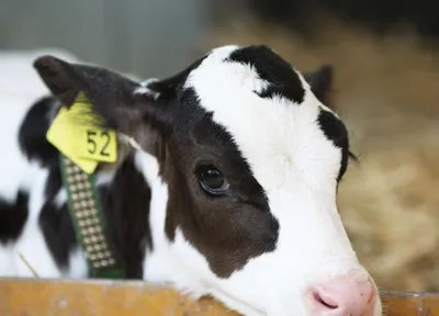 Вопросы из чатов: почему у коровы выпадает шерсть вокруг глаз?