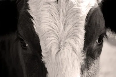 Деталь белого глаза коровы с много надоедая мух Мухы сидят или бегут в глаз  коровы Белый сон коровы Стоковое Изображение - изображение насчитывающей  земля, поле: 97532849