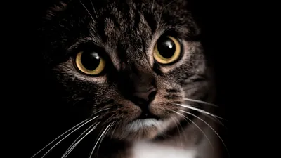 Почему у кошки светятся глаза в темноте: причины | PERFECT FIT™