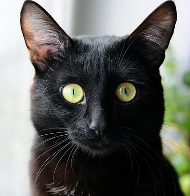 Почему глаза кошки светятся в темноте? - Питомцы Mail.ru