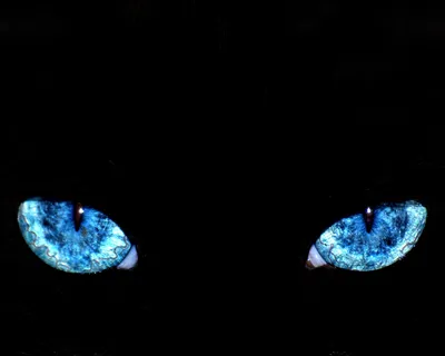 Почему у кошек светятся глаза | Вокруг Света