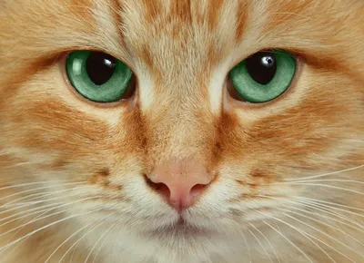 Портрет кошки очень крупно. Глаза зеленые и нос. Кот серый, пушистый,  лохматый Stock Photo | Adobe Stock