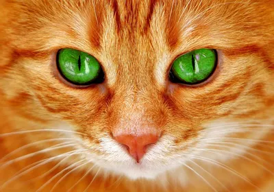 Глаза кошки» — создано в Шедевруме