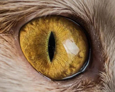Почему нельзя смотреть кошке в глаза - прямой визуальный контакт.