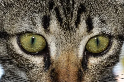 Близорукость и дальтонизм. Художник показал мир глазами кошек | РБК Life
