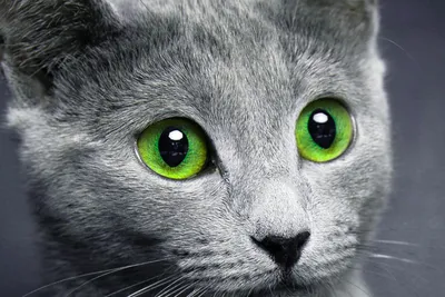 Глаза Кошка Кошки - Бесплатное фото на Pixabay - Pixabay