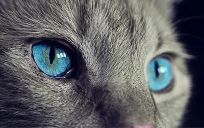 Строение глаза у кошек и собак | ZooVision