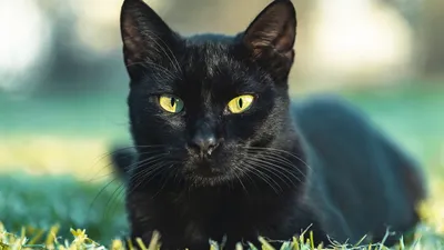 Глаза кошки: желтые, зеленые, голубые... от чего зависит цвет глаз кошки? |  КотоВедение | Дзен
