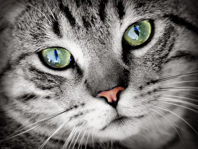 Глаз кошки | Пикабу