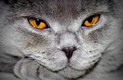 Светящиеся глаза кошки в темноте» — создано в Шедевруме