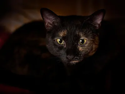 Картина (постер) - Оранжевые глаза черной кошки. | купить в КартинуМне!,  цены от 990р.