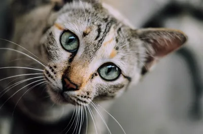 Что с глазами у кошки, почему они светятся / Оффтопик / iXBT Live