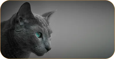 Светящиеся в темноте глаза кошки - Ozero - российский фотосток