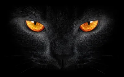 Глаза Черной Кошки Смотрят На Тебя В Темноте — стоковые фотографии и другие  картинки Вариация - Вариация, Внимательно смотреть, Всматриваться - iStock