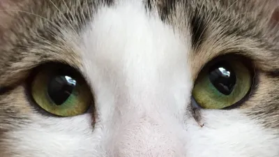 У кошки слезятся глаза: почему и что делать? | Блог зоомагазина  Zootovary.com