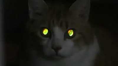 Болезни глаз у кошек: симптомы, лечение болезней глаз у кошек |  Офтальмологическое отделение ветеринарной клиники