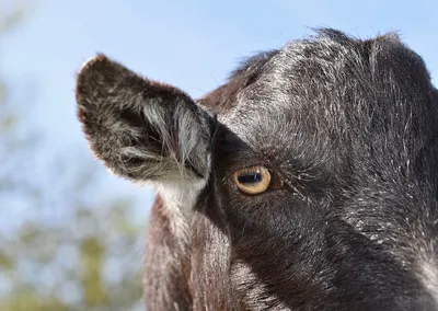 Почему у козлов и коз такие странные прямоугольные зрачки