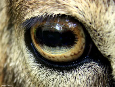Глаз козла арт - 65 фото