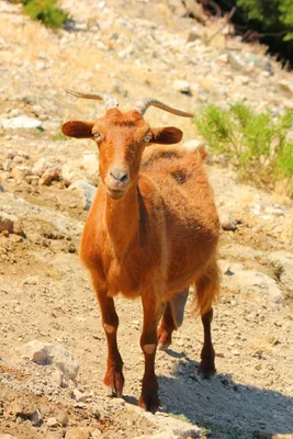 Elena on X: \"На юге Судана, коза родила козла с четырьмя глазами и четырьмя  рогами... учёные говорят, что это редкое и странное явление.  https://t.co/k8mU7Vr9SZ\" / X