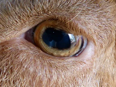 Глаза козла с очаровательными лицом выглядят красивыми Стоковое Изображение  - изображение насчитывающей счастливо, красивейшее: 177174125