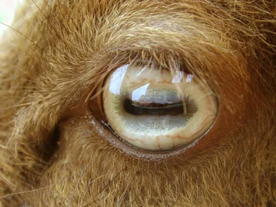 Глаз Козла — стоковые фотографии и другие картинки Коза - Копытное животное  - Коза - Копытное животное, Глаз, Без людей - iStock