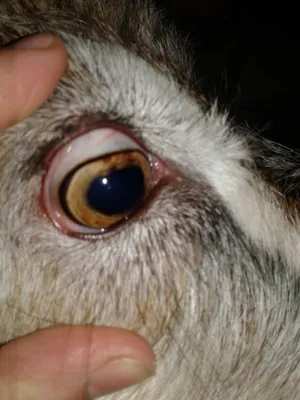 Крупный план козла с красными глазами, генеративный ии | Премиум Фото