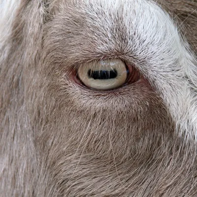 Белая коза красивая коза, блестящая …» — создано в Шедевруме