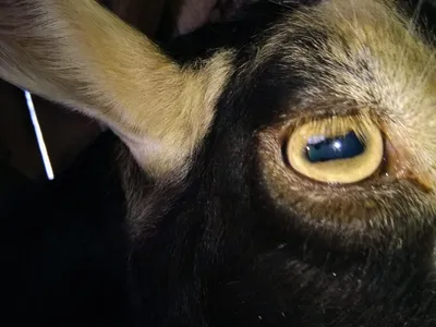 Какие зрачки у козы ?