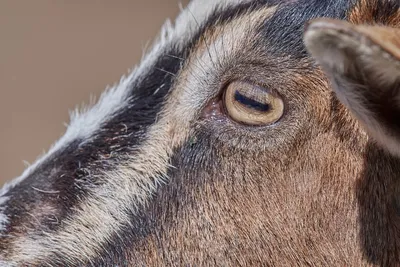 Ферма Коза Ностра - Какие глаза у козы, не обращали внимание? У коз и  большинства других животных с копытами, зрачки представляют собой  горизонтальные прорези, принимающие при расширении прямоугольную форму.  Такая форма зрачка