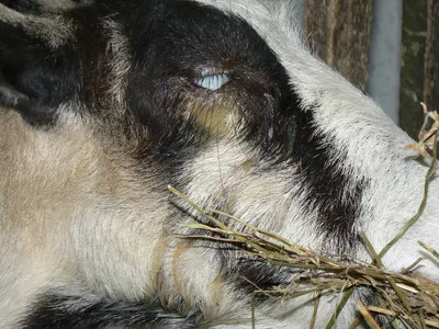 Портрет белой козы с серыми глазами…» — создано в Шедевруме