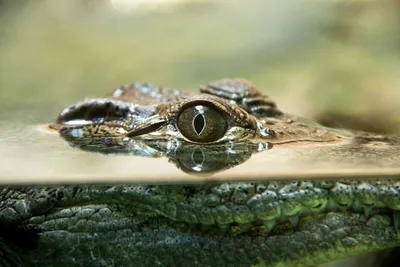 глаз крокодила стоковое фото. изображение насчитывающей опасность - 6769986