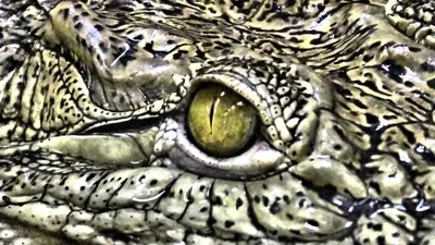 зеленый цвет глаза крокодила Стоковое Фото - изображение насчитывающей  вытаращиться, глаза: 11364866