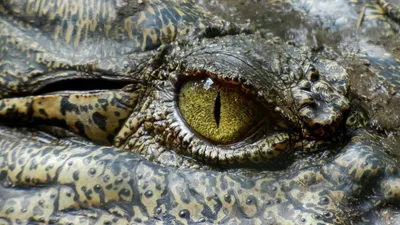 близкий взгляд глаза крокодила Стоковое Фото - изображение насчитывающей  больш, глаза: 9263816