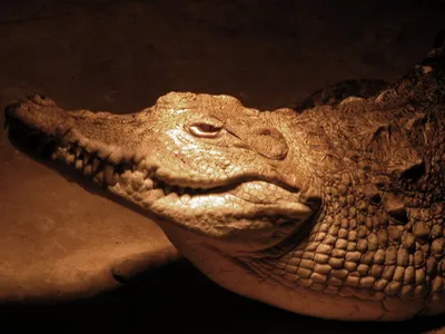 крупным планом изображение глаза крокодила, крокодил морда крупным планом,  Hd фотография фото фон картинки и Фото для бесплатной загрузки