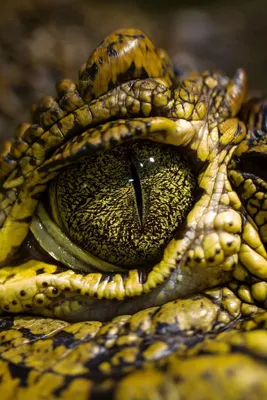 глаз крокодила :: Александр Моренков – Социальная сеть ФотоКто