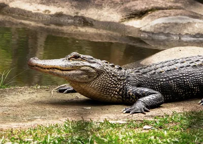 Бесплатные Глаза крокодила стоковые фотографии | FreeImages