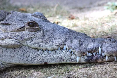 лицо крокодила, крокодил, глаз, аллигатор фон картинки и Фото для  бесплатной загрузки