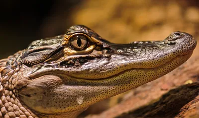 Крокодил улыбается глаза крокодила смотрят прямо на камеру крокодил смотрит  прямо в камеру крокодиловые улыбки и Стоковое Изображение - изображение  насчитывающей природа, она: 165513985