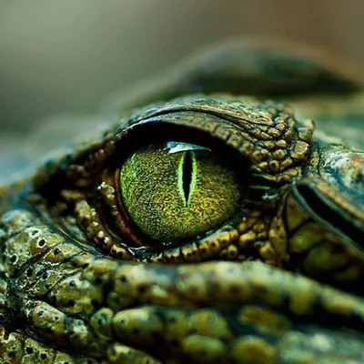 глаз крокодила стоковое фото. изображение насчитывающей отражение - 6998522