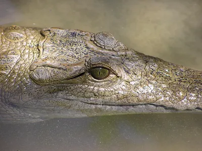Близко от глаз крокодила, поднимающий был позагорать на фоне изоляции  Стоковое Изображение - изображение насчитывающей кожа, опасность: 167530947