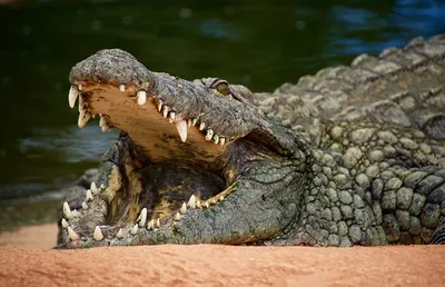 картинки : Дикая природа, Хищник, Рептилия, Фауна, Аллигатор, глаза, глава,  Позвоночный, зубы, вранье, Крупный план, Серый фон, Крокодил, Американский  аллигатор, Гариальный, Нильский крокодил, Crocodylus acutus, Осторойлый  крокодил, Морда крокодила ...