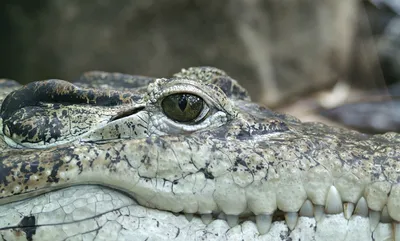 глаза большого крокодила смотрят в озеро с зеленой водой. таиланд Стоковое  Фото - изображение насчитывающей естественно, греться: 224729938